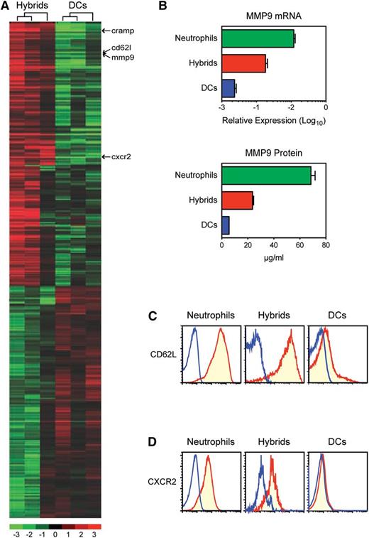 Figure 6. Identification of unique properties that distinguish neutrophil-DC hybrids from traditional DCs. (A) Ly6G+/CD11c+/MHC II+ neutrophil-DC hybrids and Ly6G−/CD11c+/MHC II+ traditional DCs purified from the same GM-CSF–supplemented BM cultures (d 6) were compared for global gene expression profiles. The heat map was created from 3 independent pairs to show the genes that are predominantly expressed (>2-fold and P < .05). The whole-gene datasets have been deposited in Gene Expression Omnibus with accession number GSE28408. (B-D) Ly6G+/CD11c−/MHC II− neutrophils, Ly6G+/CD11c+/MHC II+ hybrids, and Ly6G−/CD11c+/MHC II+ traditional DCs were examined for MMP9 mRNA expression by quantitative polymerase chain reaction and MMP9 protein elaboration by enzyme-linked immunosorbent assay (means ± SD from triplicate samples) (B) and for surface expression of CD62L (C) and CXCR2 (D). Data are representative of 3 independent experiments.