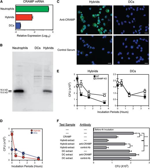 Figure 7. Neutrophil-DC hybrids kill bacteria rapidly by a CRAMP-mediated mechanism. (A-C) Ly6G+/CD11c−/MHC II− neutrophils, Ly6G+/CD11c+/MHC II+ hybrids, and/or Ly6G−/CD11c+/MHC II+ traditional DCs purified from GM-CSF–supplemented BM culture (d 6) were compared for CRAMP mRNA expression by quantitative polymerase chain reaction (means ± SD from triplicate samples) (A) and for CRAMP protein production by western blotting (B) and immunofluorescence staining (bar represents 20 μm) (C). (D) The above hybrid and traditional DC populations were incubated for 60 min with live E. coli. After killing extracellular bacteria by exposure to kanamycin (time 0), the samples were incubated for an additional 0.5-3.5 h to test intracellular bacterial killing (means ± SD from triplicate samples). (E) Neutrophil-DC hybrids (left panel) and traditional DCs (right panel) purified from wild-type mice or CRAMP-deficient mice were examined for intracellular bacterial killing activities (means ± SD from triplicate samples). (F) E. coli were cultured for 4 h with a synthetic CRAMP peptide or whole protein extracts from neutrophil-DC hybrids or traditional DCs in the presence or absence of neutralizing anti-CRAMP antibodies or control antibodies. The starting bacterial number before culturing is shown in the top bar (means ± SD from triplicate bacterial cultures). *P < .05, **P < .01, ***P < .001 between the indicated samples (F) or compared with traditional DCs (E) or to the starting bacterial numbers at time 0 (E). Data are representative of at least 2 independent experiments.