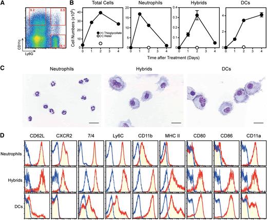 Figure 1. Identification of neutrophil-DC hybrids in thioglycollate-induced peritonitis lesions. (A-B) After intraperitoneal injection of thioglycollate into C57BL/6 mice, PECs harvested on day 2 (A) or at the indicated time points (B) were analyzed for the expression of Ly6G, CD11c, and MHC II. Data shown are Ly6G and CD11c expression profiles (A) and the numbers of total cells in the PECs, Ly6G+/CD11c−/MHC II− neutrophils, Ly6G+/CD11chigh/MHC II+ neutrophil-DC hybrids, and Ly6G−/CD11chigh/MHC II+ traditional DCs (B). (C) Ly6G+/CD11c−/MHC II− neutrophils, Ly6G+/CD11chigh/MHC II+ neutrophil-DC hybrids, and Ly6G−/CD11chigh/MHC II+ traditional DCs purified from the PECs (day 2) were examined for morphology after HEMA-3 staining (bars represent 20 μm). (D) PECs harvested 2 days after thioglycollate treatment were examined for the expression profiles for the indicated leukocyte markers within the Ly6G+/CD11c− neutrophil population, the Ly6G+/CD11chigh hybrid population, and Ly6G−/CD11chigh traditional DC population. Data are representative of at least 5 independent experiments.