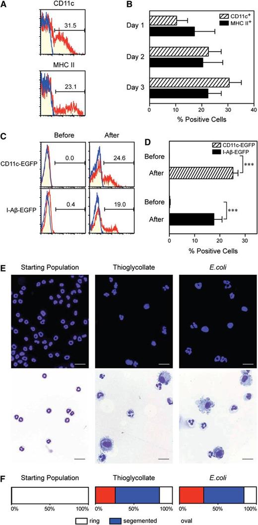 Figure 4. Band cell origin of in vivo emerging neutrophil-DC hybrids. (A-B) Gr-1high/CD48− band cells purified from C57BL/6 (CD45.2) mice were intravenously injected into B6 SJL (CD45.1) recipient mice that had received thioglycollate treatment 6 hours earlier. The PECs harvested on day 3 (A) or at the indicated time points (B) were examined for CD11c and MHC II expression profiles and the percentages (means ± SD, n = 3) of CD11c+ cells and MHC II+ cells within the CD45.2+/CD45.1− gated population. (C-D) Gr-1high/CD48− band cells purified from CD11c promoter-driven DTR-EGFP TG mice (C, red in upper panels), I-Aβ-EGFP knock-in mice (C, red in lower panels), or WT mice (C, blue in all panels) were examined for GFP fluorescence signals before and 3 days after adoptive transfer into B6 SJL recipient mice as in (A). Data shown are GFP expression profiles and the percentages (means ± SD, n = 3) of GFP+ cells within the CD45.2+/CD45.1− gated population. (E-F) Gr-1high/CD48− band cells purified from C57BL/6 (CD45.2) mice were adoptively transferred to B6 SJL recipients that had received intraperitoneal injection of thioglycollate (middle panels) or E. coli 6 hours earlier (right panels). The starting band cell preparations (left panels) and the CD45.2+/CD45.1− fractions FACS purified from the peritonitis lesions were examined for morphology. (E) Data shown are representative images (bars indicate 20 μm). (F) The percent of cells showing the indicated nuclear shapes were determined by analyzing >500 cells per sample under the microscopy. All data are representative of at least 2 independent 2experiments.