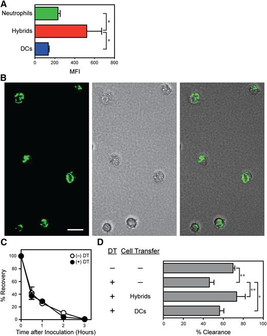 Figure 5. Neutrophil-DC hybrids function as professional phagocytes in bacterial peritonitis lesions. (A-B) At 48 hours after thioglycollate treatment, C57BL/6 mice received intraperitoneal inoculation of E. coli expressing GFP. (A) One hour later, PECs were examined for GFP fluorescence signals (means ± SD, n = 3) for Ly6G+/CD11c− neutrophils, Ly6G+/CD11chigh neutrophil-DC hybrids, and Ly6G−/CD11chigh traditional DCs. (B) Fluorescence (left), phase contract (middle), and merged images (right) are shown for the FACS-purified Ly6G+/CD11chigh hybrid population (bar indicates 20 μm). (C-D) C57BL/6 mice (C) or CD11c promoter-driven DTR-EGFP TG mice (D) received systemic injections of DT or PBS alone on days 0 and 2 and thioglycollate treatment on day 1. The mice were challenged with intraperitoneal inoculation of E. coli on day 3 and then examined for the numbers (means ± SD from 3 mice per panel) of live bacteria recovered from the peritoneal cavities at the indicated time points (C) or after 30 minutes (D). (D) Ly6G+/CD11chigh/MHC II+ neutrophil-DC hybrids or Ly6G−/CD11chigh/MHC II+ DCs purified from the PECs from the second panel of thioglycollate-treated C57BL/6 mice were intraperitoneally injected together with E. coli to test their ability to restore bacterial clearance in the DC-depleted mice. *P < .05; **P < .01 between the indicated samples. Data are representative of at least 2 independent experiments.