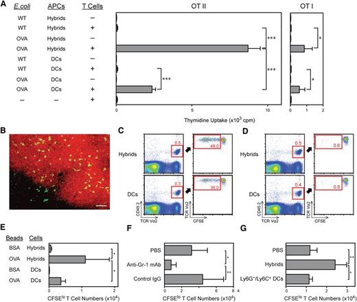 Figure 6. Neutrophil-DC hybrids also function as APCs in living animals. (A) At 48 hours after thioglycollate treatment, C57BL/6 mice received intraperitoneal inoculation of OVA E. coli. One hour later, Ly6G+/CD11chigh/MHC II+ neutrophil-DC hybrids and Ly6G−/CD11chigh/MHC II+ traditional DCs were purified from the PECs and then cocultured with OT-II CD4 T cells (left panels) or OT-I CD8 T cells (right panels). The 2 populations purified from a second panel of mice receiving intraperitoneal inoculation of WT E. coli served as controls. Data shown are the levels (means ± SD from triplicate cultures) of 3H-thymidine uptake. (B) Ly6G+/CD11chigh/MHC II+ hybrids purified from GM-CSF–supplemented BM culture (day 6) were labeled with CFSE and then subcutaneously injected into C57BL/6 mice. Skin-draining LN samples harvested 48 hours later were examined for the presence of CFSE+ cells. Cryostat sections were examined under fluorescence microscopy after counterstaining with APC-conjugated anti-CD3 mAb (bar indicates 50 μm). (C-E) Ly6G+/CD11chigh/MHC II+ hybrids and Ly6G−/CD11chigh/MHC II+ traditional DCs purified from GM-CSF–supplemented BM culture from C57BL/6 (CD45.2) mice were pulsed for 30 minutes with OVA-coated latex beads (C) or BSA-coated beads (D). These APC preparations were then intraperitoneally injected into B6 SJL (CD45.1) mice that had received intravenous injection of CFSE-labeled OT-II CD4 T cells (CD45.2) 24 hours earlier. The recipient mice were analyzed 3 days later for the expansion of CD45.2+/TCR Vα2+ T cells in pancreatic LNs. Data shown are actual CFSE profiles (C-D) and the numbers (means ± SD from 3 mice per panel) of CFSElo T cells (E). (F-G) B6 SJL mice received systemic injection of anti–Gr-1 mAb or isotype-matched control IgG and intravenous injection of CFSE-labeled OT-II CD4 T cells both on day 0. (F) These mice (6 mice per panel) received intraperitoneal inoculation of OVA E. coli on day 1 and were examined for the expansion of CD45.2+/TCR Vα2+ T cells in pancreatic LNs. (G) Ly6G+/Ly6C+/CD11chigh neutrophil-DC hybrids or Ly6G−/Ly6C+/CD11chigh traditional DCs purified from the PECs from the second panel of thioglycollate-treated B6 SJL mice were intraperitoneally injected together with OVA E. coli to test their ability to restore the APC function in the previously discussed mice treated with anti–Gr-1 mAb. *P < .05; **P < .01 between the indicated samples. Data are representative of at least 2 independent experiments.