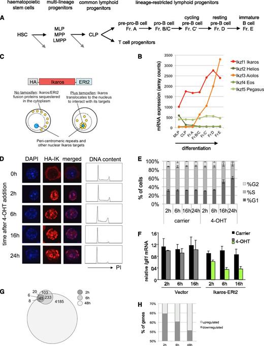 Figure 1. Ikaros-responsive genes in pre-B cells. (A) Scheme of adult B lymphocyte development in the context of hematopoiesis. Black arrows indicate developmental progression toward and within the lymphoid lineages, gray arrows indicate alternative lineage choices that are not depicted here. (B) Regulation of the Ikaros gene family during hematopoiesis and B-cell development. Data are normalized array counts from www.immgen.org. (C) Schematic representation of the inducible Ikaros construct and the experimental system. Ikaros-ERt2 is expressed at levels comparable with endogenous Ikaros (supplemental Figure 1D) and tethered in the cytoplasm until the addition of 4-hydroxy tamoxifen (4-OHT) triggers its release into the nucleus, where Ikaros is visible at DAPI-dense pericentromeric heterochromatin.30 (D) Nuclear translocation of inducible Ikaros (2 h) precedes G1 arrest (16 h). Immunofluorescence images of DAPI and hemagglutinin-Ikaros (HA-Ik) are representative of 2 experiments. DNA content was determined by flow cytometry of propidium iodide-stained cells at the indicated time points (representative of 3 experiments). (E) Bar graphs show the percentage of G1, S, and G2/M cells at the indicated time points (n = 3, mean ± SD). (F) Repression of the Ikaros target gene Igll1 is initiated within 2 h of Ikaros induction as determined by quantitative reverse transcription-polymerase chain reaction (n = 5, mean ± SD). (G) The relationship between Ikaros-responsive genes at 2 h, 6 h, and 48 h. (H) Genes that change their expression in response to Ikaros at early time points are more likely to be down-regulated.