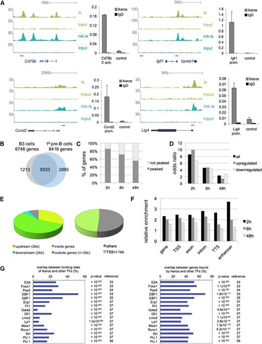 Figure 2. Genome-wide mapping of Ikaros binding sites in pre-B cells. (A) Ikaros ChIP-seq data for Cd79b, Igll1/Vbreb1, Ccnd2, and Lig4 with ChIP- polymerase chain reaction (PCR) validation. Endogenous Ikaros (top) and HA-Ikaros (bottom) tracks for B3 cells are shown alongside corresponding input samples. Red horizontal bars indicate the position of primers used for ChIP-PCR validation. Prom, promoter; enh, enhancer; control: Chr16: 16 853 772 near Igll1. (B) Genes bound by Ikaros in B3 cells (gray) and primary pre-B cells (blue) overlap significantly (P < 10−16, hypergeometric test, gene body plus 2 kb upstream of the transcription start site). (C) The percentage of Ikaros-regulated genes that is bound by Ikaros at 2, 6, and 48 h. (D) Odds ratios of Ikaros binding at differentially expressed genes after 2, 6, and 48 h. (E) Most Ikaros binding sites map in and around genes. (F) Enrichment of Ikaros binding at genomic features of Ikaros-responsive genes (gene = TSS to TTS ± 2 kb), TSS (±1 kb), TTS (+2 kb), and enhancers. Enhancers were defined by the presence in pro-B cells of the enhancer mark H3K4me1 or –me2 and the binding of Ikaros in addition to at least one of the transcription factors E2A, EBF1, or FOXO1 within a 1-kb window and the absence of the promoter mark H3K4me3 within 3 kb. These criteria were met by 771 putative enhancers surrounding 499 genes (3.06% of 16291 genes). (G) Experimental co-occurrence of Ikaros binding with other hematopoietic transcription factors (TFs).