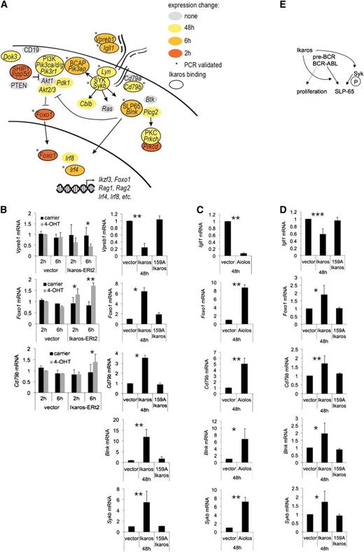 Figure 3. Ikaros-induced gene expression changes relating to pre-BCR signaling. (A) Schematic representation of genes in the pre-BCR signaling pathway. Genes are in italics and the corresponding proteins are listed where they are better known than the genes. The cell membrane, nuclear membrane, and the pre-BCR are outlined. Orange, gold, and yellow mark significant mRNA expression changes at the indicated times and an asterisk shows that expression changes have been verified by quantitative reverse transcription-polymerase chain reaction (RT-PCR). Genes with a black outline are bound by Ikaros in ChIP experiments (±2 kb, see below). A gray background marks pathway components that did not change expression. (B) RT-PCR validation of Ikaros-induced gene expression changes related to pre-BCR signaling in B3 cells (mean ± SD; n = 3 independent biological replicates; * P < .05, ** P < .01, *** P < .001; Student t test). (C) RT-PCR validation of Aiolos-induced gene expression changes related to pre-BCR signaling in B3 cells (mean ± SD; n = 3 independent biological replicates; * P < .05, ** P < .01, *** P < .001; Student t test). (D) RT-PCR validation of Ikaros-induced gene expression changes related to pre-BCR signaling in primary pre-B cells (mean ± SD; n = 3 independent biological replicates; * P < .05, ** P < .01, *** P < .001; Student t test). The quantitative differences between Ikaros effects in B3 cells vs primary pre-B cells are due to the lower level of Ikaros expression achieved in primary pre-B cells (not shown). (E) Ikaros controls the expression of Syk, a key kinase upstream of SLP65 (encoded by Blnk) and thereby directs pre-BCR (or BCR-ABL) signals toward SLP65.