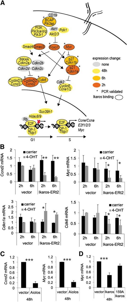 Figure 4. Ikaros-induced gene expression changes relating to the cell cycle. (A) Symbols as in Figure 3. (B) RT-PCR validation of Ikaros-induced gene expression changes related to the cell cycle in B3 cells (mean ± SD; n = 3 independent biological replicates; * P < .05, ** P < .01; Student t test). (C) RT-PCR validation of Aiolos-induced gene expression changes related to the cell cycle in B3 cells (mean ± SD; n = 3 independent biological replicates; *** P < .001; Student t test). (D) RT-PCR validation of Ikaros-induced gene expression changes related to the cell cycle in primary pre-B cells (mean ± SD; n = 3 independent biological replicates; *** P < .001; Student t test).