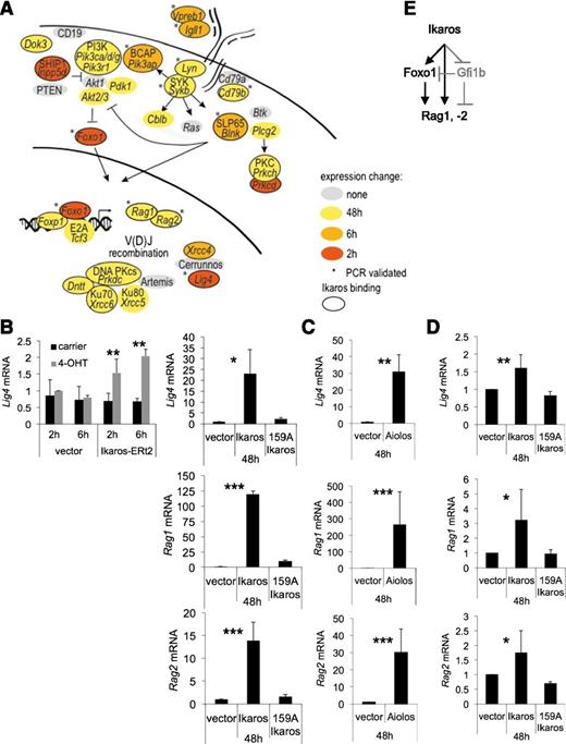 Figure 5. Ikaros-induced gene expression changes relating to V(D)J recombination. (A) Symbols as in Figure 3. (B) RT-PCR validation of Ikaros-induced gene expression changes related to V(D)J recombination in B3 cells (mean ± SD; n = 3 independent biological replicates; * P < .05, ** P < .01, *** P < .001; Student t test). (C) RT-PCR validation of Aiolos-induced gene expression changes related to V(D)J recombination in B3 cells (mean ± SD; n = 3 independent biological replicates; ** P < .01, *** P < .001; Student t test). (D) RT-PCR validation of Ikaros-induced gene expression changes related to V(D)J recombination in primary pre-B cells (mean ± SD; n = 3 independent biological replicates; * P < .05, ** P < .01; Student t test). (E) Model for the regulation of Rag1 and -2 through an Ikaros-based feed-forward loop involving Foxo1. Note that the design of feed-forward loops introduces a time delay so that not all targets of an upstream transcription factor will respond immediately to its expression. The model includes the Ikaros-regulated gene Gfi1b, which negatively regulates Rag expression both directly and indirectly through repression of Foxo1.