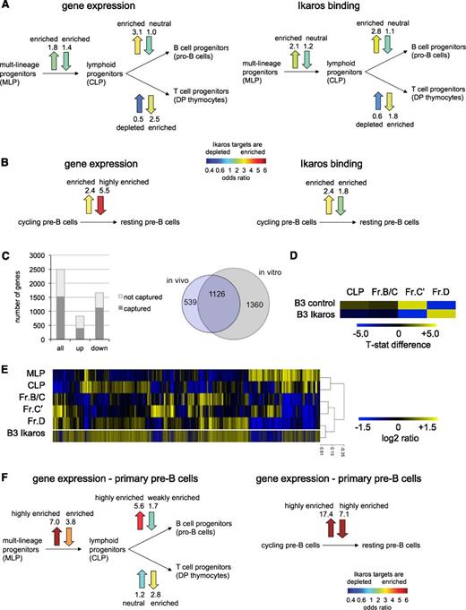 Figure 6. Ikaros target genes are differentially expressed in the context of hematopoiesis, lymphocyte lineage choice, and B-cell differentiation. (A) Ikaros target genes are differentially expressed during B-cell lineage specification in vivo. Vertical arrows describe gene expression changes at the respective developmental transitions (up for up-regulation, down for down-regulation). Left: arrow color indicates if Ikaros-regulated genes are enriched among up- and down-regulated genes in vivo (see color scale). Right: arrow color indicates if Ikaros-bound genes are enriched among up- and down-regulated genes in vivo. Supplemental Excel File 4 lists the genes that are regulated by Ikaros in B3 cells and differentially expressed during B-cell lineage specification. (B) Ikaros target genes are differentially expressed during the transition from proliferating to resting pre-B cells in vivo. Arrows describe gene expression changes at the developmental transition from the cycling to resting pre-B cells (up for up-regulation, down for down-regulation). Left: arrow color indicates if Ikaros-regulated genes are enriched among up- and down-regulated genes in vivo (see color scale). Right: arrow color indicates if Ikaros-bound genes are enriched among up- and down-regulated genes in vivo. Supplemental Excel File 4 lists the genes that are regulated by Ikaros in B3 cells and differentially expressed during the progression from Fr.C' to Fr.D. (C) Ikaros expression in B3 cells captures most gene expression changes that occur during the transition from proliferating to resting pre-B cells in vivo. The Venn diagram on the right shows down-regulated genes. (D) Heat map of mean-centered T-statistics for Pearson correlations between B3 cells and successive stages of B-cell progenitor differentiation. Control B3 cells most resemble Fr. C’ proliferating pre-B cells and Ikaros-transduced B3 cells most resemble Fr. D resting pre-B cells. (E) Heat map of developmental stage-specific gene expression changes during B-cell differentiation in vivo (relative to the population average) and gene expression changes induced by Ikaros expression in B3 cells. A hierarchical tree based on Spearman's rank correlation shows pairwise distances between populations. (F) Primary pre-B cells expanded on ST2 feeder cells in the presence of interleukin-7 were transduced with Ikaros-IRES-GFP or IRES-GFP control vector as described13 and sorted for GFP expression 48 h later. Gene expression changes were determined using Affymetrix arrays for 2 biological replicates and results were overlaid with developmental gene expression data as described in A and B. Supplemental Excel File 5 lists the genes that are regulated by Ikaros in primary pre-B cells and differentially expressed during B-cell lineage specification and the progression from Fr.C' to Fr.D.