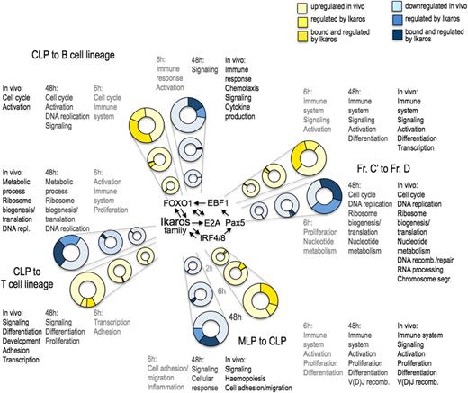 Figure 7. Ikaros targets in pre-B cells and genes differentially expressed during lymphoid lineage specification and differentiation in vivo share biological pathways. Circles represent up- and down-regulated genes during the in vivo differentiation of MLPs to CLPs, B-cell lineage specification (CLP to Fr.A pro-B cells), T-cell lineage differentiation (CLP to DP thymocytes), and the transition from proliferating to resting pre-B cells (Fr. C' to Fr. D; www.immgen.org). The proportion of these in vivo gene sets that are regulated (intermediate shading) or bound and regulated by Ikaros in B3 cells (dark shading) is shown for the indicated time points. Enriched biological pathways (P < .05) were derived from genes that are differentially expressed in vivo and that are bound and regulated by Ikaros in B3 cells (P < .05). The network of Ikaros-interacting transcription factors depicted at the center of the scheme is based on the literature17,18,33,45 and data described here.