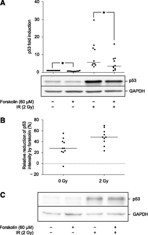 Figure 2. Forskolin inhibits basal and IR-induced p53 levels in BCP-ALL blasts but not in normal BCPs. (A) BCP-ALL blasts from 10 patients were cultured in the presence or absence of 60 μM forskolin prior to IR as described in Figure 1A. At 4 h after irradiation, cells were harvested and subjected to immunoblot analysis with antibodies directed against p53 and GAPDH. The immunoblot shows the results from 1 representative patient (ALL5). Densitometric analysis of the immunoblots was performed as described in Materials and Methods. The calculated fold change in p53 intensity is presented as a scatter plot (n = 10, lines indicate median values; *P < .05 by Wilcoxon’s signed rank test). (B) The relative reduction in p53 intensity induced by forskolin on nonirradiated and irradiated cells was calculated for each sample represented in Figure 2A and presented as a scatter plot (n = 10, lines indicate median values). (C) Freshly isolated normal BCPs from 7 donors were treated with forskolin and IR as described in Figure 1A. At 4 h after irradiation, cells were harvested and flash frozen in N2 before storage at −80°C. For sufficient cell material, samples from 2 or 3 different donors were pooled for immunoblot analysis with antibodies against p53 and GAPDH. The figure shows 1 representative experiment of 3.