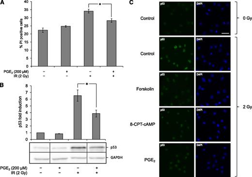 Figure 4. PGE2 inhibits IR-induced cell death and p53 accumulation in BCP-ALL cells. (A) BCP-ALL blasts from ALL5 were cultured in the presence or absence of 200 µM PGE2 for 45 min prior to treatment with 2 Gy of IR. Subsequent cell death analysis by fluorescence-activated cell sorter 20 h after irradiation was performed as described in Figure 1A (n = 5, error bars = SEM; *P < .05 by paired samples t test). (B) A portion of cells from the experiments presented in panel 4A were harvested 4 h after irradiation, lysed, and subjected to immunoblot analysis with antibodies against p53 and GAPDH. The immunoblot shows 1 representative experiment of 5. Vertical division lines have been inserted to mark sites where the picture file has been cut and repositioned to remove lanes of intervening samples. Densitometric analyses of the immunoblots were performed as described in Materials and Methods, and calculated fold change in p53 intensity is presented as a histogram (n = 5, error bars = SEM; *P < .05 by paired samples t test). (C) BCP-ALL blasts from ALL5 were cultured in the presence or absence of 60 µM forskolin, 200 µM 8-CPT-cAMP, or 200 µM PGE2 for 45 min prior to treatment with 2 Gy of IR as indicated. At 4 h after irradiation, 500 000 cells/sample were harvested and subjected to immunocytochemistry as described in Materials and Methods.