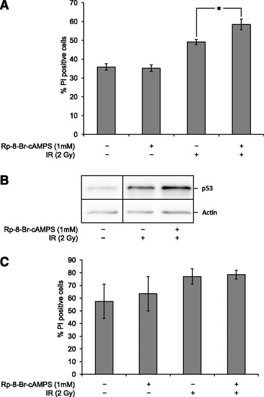 Figure 5. PKA inhibition potentiates IR-induced cell death in BCP-ALL blasts. (A) Frozen aliquots of BCP-ALL blasts from ALL5 were thawed and cultured in the presence or absence of 1 mM Rp-8-Br-cAMPS 45 min prior to treatment with 2 Gy of IR with subsequent cell death analysis by fluorescence-activated cell sorter 20 h after irradiation as described in Figure 1A (n = 7, error bars = SEM; *P < .05 by paired samples t test). (B) Cells treated as in panel 5A were harvested 4 h after irradiation and subjected to immunoblot analysis using antibodies against p53 and actin. The immunoblot shows 1 representative experiment of 3. A vertical division line has been inserted to mark the site where the picture file has been cut and repositioned to remove lanes of intervening samples. (C) Freshly isolated normal BCPs from 2 donors were treated and analyzed as described in Figure 5A. The histogram shows mean values with error bars indicating the range of values.