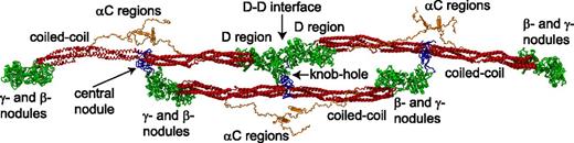 Figure 1. Schematic representation of a short oligomer formed by 3 fibrin monomers based on the x-ray crystallographic structure of fibrinogen (Protein Data Bank entry: 3GHG). Shown for each monomer are the central nodule (blue), coiled-coil connectors (red), the γ- and β-nodules (green), which make up the main part of the lateral D region, and the αC regions (orange). The molecules are shown with the addition of the missing parts of the crystal structure reconstructed from molecular dynamics simulations, namely the amino terminal ends of the α-chains in the central nodule and the αC regions. A:a knob-hole bonds that are the major basis of fibrin polymerization maintain the third (lower) monomer in a half-staggered arrangement. The intermolecular noncovalent coupling and the covalent cross-linking at the D-D interface hold the two (upper) monomers in a linear arrangement. Created by and published with permission from A. Zhmurov, O. Kononova, and V. Barsegov, University of Massachusetts–Lowell.