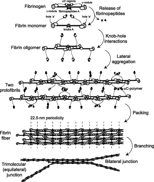 Figure 2. Schematic representation of the consecutive steps of fibrin polymerization. The figure shows the following steps: (1) the enzymatic release of fibrinopeptides from fibrinogen, the formation of monomeric fibrin-containing exposed knobs, and the partial dissociation of the αC regions; (2) the self-assembly of monomeric fibrin via knob-hole interactions and the formation of half-staggered 2-stranded fibrin oligomers; (3) the lateral aggregation of protofibrils (fibrin oligomers made of 20 to 25 monomers) promoted by homophilic αC-αC-interactions within and between protofibrils, including the formation of αC-polymers; (4) the packing of protofibrils into a fiber with a 22.5-nm periodic cross-striation due to the half-staggered molecular structure and regular paracrystalline arrangement; and (5) the fibrin network formation due to the branching of fibers by either of 2 mechanisms.