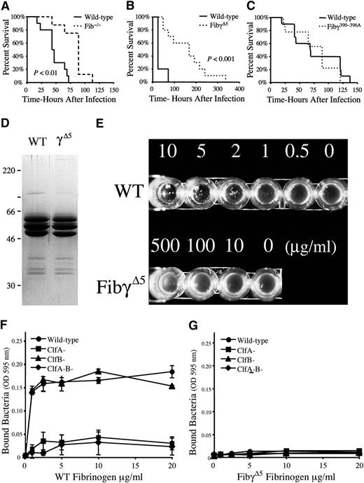 Figure 1. Host fibrinogen is a determinant of virulence in S. aureus septicemia through a mechanism dependent on the 5 carboxy-terminal residues of the fibrinogen γ chain, a motif critical for ClfA binding. (A) Survival profile of fibrinogen-deficient (N = 8) and wild-type (N = 10) mice challenged with an intravenous injection of 3 × 108 CFUs of S. aureus. Although mice of both genotypes ultimately succumb to infection at these high bacterial doses, note that mice lacking fibrinogen exhibit a significant survival advantage. (B) Comparative survival analysis of cohorts of wild-type and FibγΔ5 mice (N = 10 pairs) challenged with intravenous injection of 3 × 108 CFUs of S. aureus. Note that despite full retention of clotting function, FibγΔ5 mice exhibit a distinct survival advantage over control mice. (C) Comparative survival analysis of wild-type and Fibγ390-396A mice challenged with intravenous injection of 3 × 108 CFUs of S. aureus. Survival statistics were calculated by Kaplan-Meier log rank analysis. (D) Coomassie blue-stained sodium dodecyl sulfate–polyacrylamide gel electrophoresis gel (reducing conditions) of affinity-purified fibrinogen preparations from wild-type and FibγΔ5 mice. (E) Fibrinogen-dependent clumping of ClfA+ S. aureus as a function fibrinogen concentration with wild-type (WT) fibrinogen and fibrinogen-γΔ5. Note that bacterial clumping was readily observed by simple inspection when bacterial suspensions were combined with wild-type fibrinogen at concentrations as low as 1 to 2 μg/mL. In contrast, S. aureus suspensions combined with fibrinogen-γΔ5 failed to support bacterial clumping at any fibrinogen concentration, including concentrations as high as 500 μg/mL. (F, G) Adhesion of wild-type, ClfA−, ClfB−, and ClfA−ClfB− S. aureus to immobilized wild-type fibrinogen (F) and fibrinogen-γΔ5 (G). Data are expressed as the mean ± standard deviation at each fibrinogen concentration.