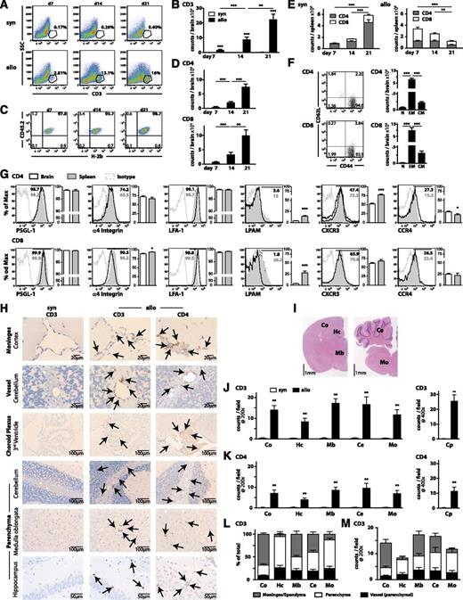 Figure 1. Donor T cells with a distinct phenotype infiltrate the CNS during acute GVHD. Flow cytometric analysis and histopathological CNS findings in syngeneic and allogeneic transplanted animals. Lethal GVHD (0.5 × 106 T cells) assessed at days 7, 14, and 21. (A-G) Mononuclear cells were isolated from brains of mice given syngeneic (5 × 106 Thy1.1 BALB/c T cell–depleted bone marrow (TCD BM) cells + 5 × 105 CD5+ Thy1.1 T cells transplanted into Thy1.2 BALB/c recipients) or allogeneic (5 × 106 Ly5.1 B6 TCD BM cells + 5 × 105 CD5+ B6 T cells transplanted into Thy1.2 BALB/c recipients) HSCT after complete perfusion on days 7 (n = 10-13), 14 (n = 13-14), and 21 (n = 48). (A) Representative flow cytometry plots detailing expression of CD3. (B) Absolute number of CNS infiltrating donor CD3+ T cells. (C) Origin of allogeneic CD3+ T cells (donor = CD45.2+H-2b+). (D) Absolute number of CD4+ or CD8+ allogeneic CD3+ T cells. (E) Absolute number of CD4+ and CD8+ T cells in syngeneic and allogeneic HSCT recipients in spleen (n = 8-10). (F) Representative plots and absolute numbers of naive (N, CD62L+CD44-), effector memory (EM, CD62L+CD44+), and central memory (CM, CD62L-CD44+) T cells in allo-HSCT recipients at day 21 (n = 31-37). (G) Expression of PSGL-1, α4-Integrin, LFA-1, LPAM, CXCR3, and CCR4 on CD4+ and CD8+ T cells in CNS and spleen at day 21 (n = 10-15). (H-M) Coronal sections were taken from paraffin-embedded brains 21 days after syn- (n = 10) or allo-HSCT (n = 10). (H) CD3 or CD4 staining. (I) Hematoxylin and eosin–stained section from an untreated mice demonstrating observed areas of the brain examined; cortex (Co), hippocampus (Hc), midbrain (Mb: thalamus, basal ganglia, hypothalamus), cerebellum (Ce), medulla oblongata (Mo), and choroid plexus (CP). Quantification of total CD3+ T cells (J) and CD4+ T cell (K) numbers in indicated areas. (L) Relative and (M) absolute distribution of CD3+ T cells in meninges/ependyma, parenchyma, and parenchymal vessels. Bar graphs represent mean ± standard error of the mean. All data are representative of at least 2 independent experiments. *P < .05; **P < .01; ***P < .001.