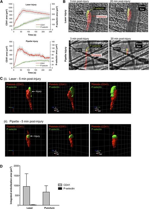 Figure 1. Heterogeneity of platelet activation following laser or micropuncture injury. (A) Graphs show total platelet accumulation (red line) and P-selectin expression (green line) following laser (upper) or micropuncture (lower) injury in mouse cremaster muscle arterioles. Data are expressed as mean area ± SEM. N = 21 laser injuries in 6 mice and N = 29 pipette injuries in 7 mice. (B) Two-dimensional confocal images 3 and 20 minutes after laser (upper panels) or micropuncture (lower panels) injury. Platelets are labeled with Alexa-fluor 568 anti-CD41 F(ab)2 fragments (red). Alexa-fluor 647 anti-P-selectin was used to label degranulated platelets (green). Yellow is the merge. (C) Images are 3-dimensional reconstructions (isosurface view) of a series of z-plane images from the same injuries shown in Figure 1B taken 5 minutes post-laser (Ci) or puncture (Cii) injury. P-selectin is shown in green and platelets (CD41) in red. Grid size is 15 µm. Time-lapse videos of the formation and 3D reconstructions of the hemostatic plugs in A–C are provided in supplemental Video 1. (D) P-selectin–positive platelets are stably adherent during hemostatic plug formation in vivo. Embolization area was calculated by summing the total area of CD41 or P-selectin–positive events occurring in a region downstream from the main platelet mass (see supplemental Figure 2 and Supplemental Methods for details). Values are the mean ± SEM of the total CD41 or P-selectin embolus area in the first 250 seconds following injury from n = 5 injuries for pipette injury and n = 5 injuries for laser injury.
