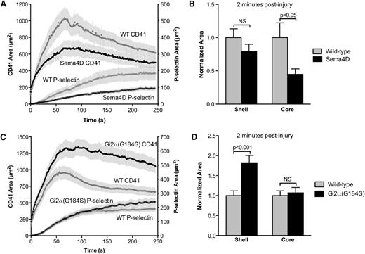 Figure 5. Platelet signaling mutants differentially impact the hemostatic plug core and shell. (A) Platelet accumulation (CD41) and P-selectin expression over time following laser injury in wild-type (WT, gray lines) and semaphorin 4D-deficient (Sema4D, black lines) mice. Values are mean area ± SEM for n = 33 injuries in 5 WT mice and n = 44 injuries in 7 Sema4D mice. (B) A comparison of shell and core area 2 minutes post-injury. Data are normalized to mean area of the wild-type for each region and are expressed as mean ± SEM. Statistical analysis was performed by 2-way ANOVA with Bonferroni post-hoc test. The 95% confidence intervals for the difference between means (µWT − µSema4D) are −0.6494 to 0.2299 and −0.9920 to −0.1127 for the shell and core, respectively. (C) Platelet accumulation (CD41) and P-selectin expression following laser injury in cremaster muscle arterioles of wild-type (WT, gray lines) and Gi2α(G184S) mice (black lines). Values are mean area ± SEM for n = 47 injuries in 6 WT mice and n = 48 injuries in 5 Gi2α(G184S) mice. (D) A comparison of shell and core area 2 minutes post-injury as in B.