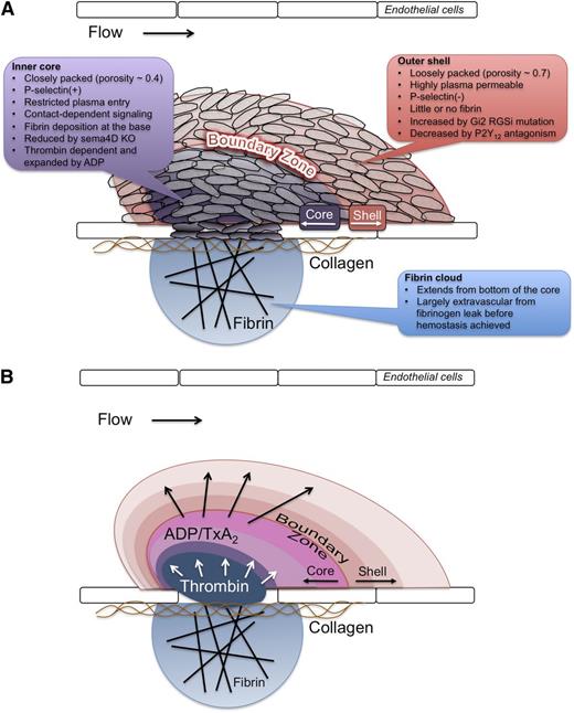 Figure 7. A model for hemostatic plug formation dictated by the interaction of local conditions with the platelet signaling network. The data presented show that during initial formation and up to 1 hour post-injury, a hemostatic plug is comprised of distinct regions defined by the degree of platelet activation and packing density, as depicted in panel A. The characteristics of each region are indicated in A. We propose that this architecture is a result of a gradient of soluble agonists emanating from the site of injury, as shown in (B). Thrombin generation at the site of injury drives platelet activation in the core region (blue to purple/pink in the figure), but its propagation away from the vessel wall is limited. A gradient of ADP and potentially TxA2 emanating from activated platelets (purple to red in the figure) extends farther and results in the recruitment of additional platelets forming the shell region. Additional platelet signaling, such as contact-dependent signaling pathways, reinforces the architecture via local positive feedback.