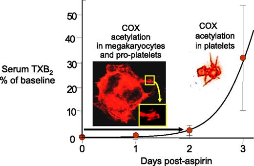Figure 3. Recovery of serum TXB2 after aspirin withdrawal in healthy subjects. Following aspirin withdrawal in 48 aspirin-treated healthy subjects, the recovery of platelet COX-1 activity shows a 24- to 48-hour delay before linear increase of serum TXB2. This delay is likely due to the degree of acetylation of bone marrow megakaryocytes and proplatelets. Adapted from Santilli et al60 with permission.