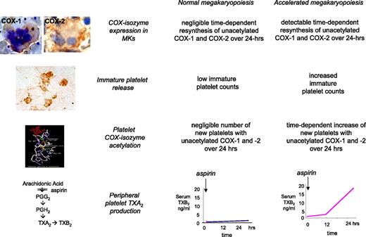 Figure 4. Model of altered aspirin pharmacodynamics in ET. Under conditions of normal megakaryopoiesis, low-dose aspirin acetylates COX isozymes in both circulating platelets and bone marrow megakaryocytes, and only negligible amounts of unacetylated enzymes are resynthesized within the 24-hour dosing interval. This pharmacodynamic pattern is associated with virtually complete suppression of platelet TXA2 production in peripheral blood throughout the dosing interval. Under conditions of abnormal megakaryopoiesis, an accelerated rate of COX-isozyme resynthesis is biologically plausible in bone marrow megakaryocytes, accompanied by faster release of immature platelets with unacetylated enzyme(s) during the aspirin dosing interval, and in particular between 12 and 24 hours after dosing. This pharmacodynamic pattern is associated with incomplete suppression of platelet TXA2 production in peripheral blood and time-dependent recovery of TXA2-dependent platelet function during the 24-hour dosing interval. Immunohistochemistry panels depict megakaryocytes from an ET patient stained for COX-1 and from a normal subject stained for COX-2, and peripheral washed platelets from an ET patient stained for COX-2. Reprinted from Pascale et al25 with permission.