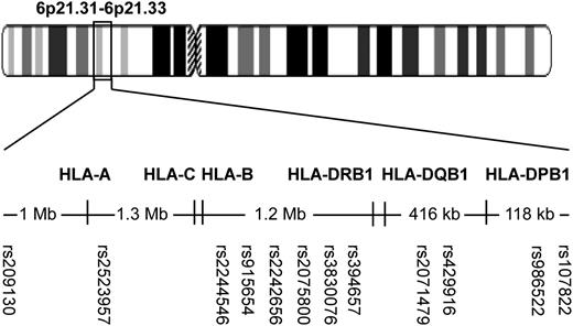 Figure 2. Twelve SNPs of clinical significance in HLA-mismatched unrelated donor transplantation. Each of the 12 SNPs having an association with grades II-IV or III-IV acute GVHD, chronic GVHD, relapse, transplant-related mortality, disease-free survival, or survival are shown on a map of the MHC on chromosome 6p21.3 (not to scale). SNPs are identified by their rs numbers. Chromosome 6 drawing modified from the National Library of Medicine, the National Center for Biotechnology Information public website.21