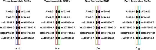 Figure 4. Patient-derived risks are defined by haplotypes. A patient’s haplotypes can be used to assess risks associated with rs915654 (transplant-related mortality), rs2075800 (grades III-IV acute GVHD), and rs429916 (survival, disease-free survival, and transplant-related mortality). The number of favorable genotypes among these three positions depends on the combination of the patient’s maternal and paternal haplotypes. Illustrated are patients whose haplotypes contribute 3, 2, 1, or 0 favorable genotypes at the 3 SNP positions. The patient with ab haplotypes has the TA-GA-CC haplotype at SNPs rs915654, rs2075800, and rs429916, respectively; these genotypes are all favorable (Table 2). The patient with bc haplotypes has 2 favorable (rs2075800AA and rs429916CC) and 1 unfavorable (rs915654AA) genotypes. The patient with de haplotypes has 1 favorable (rs429916CC) and 2 unfavorable (rs915654TT and rs2075800GG) genotypes. The patient with fg haplotypes has all unfavorable genotypes. The total number of favorable SNPs is defined as the combination of the maternal and paternal haplotypes. For example, the presence of HLA-A3-B7-DR15 (a haplotype) with HLA-A2-B44-DR4 (b haplotype) yields 3 favorable (rs915654, rs2075800, and rs429916) genotypes, but the same HLA-A2-B44-DR4 (b haplotype) with HLA-A3-B7-DR11 (c haplotype) yields 2 favorable genotypes. Two individuals with the same HLA tissue type may have different numbers of favorable SNPs because of haplotype diversity. For example, an individual with the HLA-A1,29-B8,44-DR3,7 tissue type can encode either TT-GG-CC (1 favorable SNP; haplotypes de) or TT-GG-AA (0 favorable SNPs; haplotypes fg) as a result of haplotypic diversity (Table 3; supplemental Table 2). Although a patient’s haplotypes cannot be modified, knowledge of the haplotypes can be used for risk assessment, and risks can be lowered through the avoidance of donors with unfavorable genotypes or SNP mismatching.