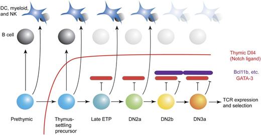 T-cell early developmental stages and alternative options: GATA-3 is depicted as an intrathymically induced, specific inhibitor of access to the B-lineage pathway. Recognized stages in early intrathymic T-cell development are shown, along with the degrees of access to the B-cell program and other alternative programs that the cells can demonstrate at these stages if the extrinsic barrier of Notch/Dll4 signaling (red line) is removed. Red bricks represent GATA-3 when expressed at critical levels, and purple bricks represent other T-lineage commitment factors (eg, Bcl11b6) that are activated later. Not shown are the positive roles of GATA-3 that permit the efficient generation of DN2 cells. Full commitment is complete by the DN2b stage.6