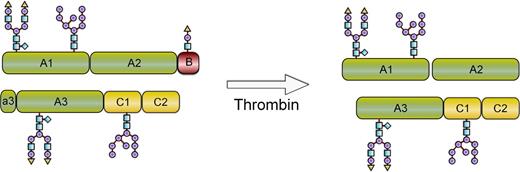 Figure 1. Schematic depiction of N8-GP before and after thrombin activation. N8-GP corresponds to FVIII (turoctocog alfa) PEGylated with a 40-kDa PEG on the O-linked glycan in the 21-aa B-domain. After cleavage with thrombin, the activated molecule has the same primary structure as native FVIIIa.