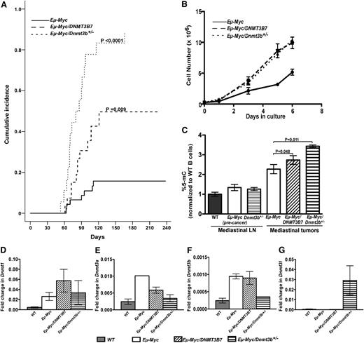 Figure 1. Incidence of mediastinal lymphomas and changes in DNA methylation in Eμ-Myc, Eμ-Myc/DNMT3B7, and Eμ-Myc/Dnmt3b+/− mice. (A) Eµ-Myc/Dnmt3b+/− (dotted line) vs Eµ-Myc/DNMT3B7 (dashed line) and Eµ-Myc mice (solid line). Cumulative incidence curves were compared using the K-sample test (Eµ-Myc vs Eµ-Myc/Dnmt3b+/−: P < .0001; Eµ-Myc vs Eµ-Myc/DNMT3B7: P = .009).5 (B) Growth curves of cell lines established from mediastinal lymphomas of Eµ-Myc (solid line), Eµ-Myc/DNMT3B7 (dashed line), and Eµ-Myc/Dnmt3b+/− mice (dotted line). Curves were compared using 2-way analysis of variance (ANOVA) (P = .012). (C) Total 5-methylcytosine levels were quantified by liquid chromatography-electrospray ionization/tandem mass spectometry,10 n ≥ 4 for each genotype. DNA methylation levels were normalized to wild-type (WT) peripheral blood B cells (gray bar). The 2-tailed Student t test was used to compare global DNA methylation. (D-G) Relative quantification of Dnmt levels, normalized to β-Actin levels. Dnmt1 (D), Dnmt3a (E), Dnmt3b (F), and Dnmt3l (G) levels in WT lymph node (LN) (gray bar) and Eµ-Myc (white bar), Eµ-Myc/DNMT3B7 (hatched bar), and Eµ-Myc/Dnmt3b+/− (striped bar) cell lines. P values were calculated by ANOVA, using WTLN as the control.