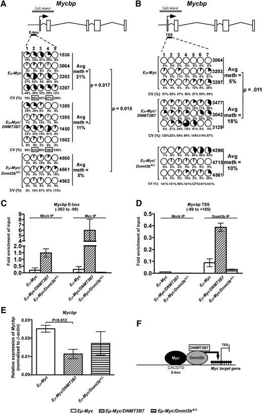 Figure 2. DNA methylation changes and binding of Myc and Dnmt3b at Mycbp promoter elements. (A) DNA methylation changes measured by bisulfite sequencing around the E-box upstream of Mycbp TSS. Schematic diagram for Mycbp is shown with exons represented by vertical rectangles, and the location of the CpG island shown with a horizontal shaded rectangle. The black arrow indicates the TSS. The smaller, black horizontal rectangle indicates the location of CpGs analyzed for changes in DNA methylation. Each row represents DNA methylation in a single lymphoma, indicated to the right. Numbers across the top indicate specific CpG dinucleotides in a region of the CpG island. Changes in DNA methylation are indicated by shaded circles, with the shading indicating average amount of DNA methylation at each CpG; numbers below represent percent methylated cytosine. Average percent methylation is indicated to the right, and P values calculated using the 2-tailed Student t test. Coefficient of variance (CV) was used to calculate the heterogeneity of DNA methylation at each CpG within tumors of a single genotype. The average CV is given as a percentage underneath each CpG position. CV values with a black box around them denote P < .05 for Eµ-Myc/DNMT3B7 or Eµ-Myc/Dnmt3b+/− tumors relative to Eµ-Myc tumors. (B) DNA methylation changes as measured by bisulfite sequencing in the Mycbp TSS. Detailed description is as outlined in (A). (C) Fold enrichment of Myc in chromatin from at least 3 independent Eµ-Myc, Eµ-Myc/DNMT3B7, and Eµ-Myc/Dnmt3b+/− cell lines. The plot shows real-time PCR data for the region around the Mycbp E-box (−363 to −99 relative to Mycbp TSS) from Myc-immunoprecipitated or control-immunoprecipitated chromatin normalized to input. (D) Fold enrichment of Dnmt3b in chromatin from at least 3 independent Eµ-Myc, Eµ-Myc/DNMT3B7, and Eµ-Myc/Dnmt3b+/− cell lines. The plot shows real-time PCR data for the region around the Mycbp TSS (−99 to +195 relative to Mycbp TSS) from Dnmt3b-immunoprecipitated or control-immunoprecipitated chromatin normalized to input. (E) Expression of Mycbp in Eµ-Myc, Eµ-Myc/DNMT3B7, and Eµ-Myc/Dnmt3b+/− tumors. Relative expression of Mycbp was measured in all Eµ-Myc tumor types and expressed normalized to β-Actin. (F) Proposed model for the increased acceleration of lymphomagenesis induced by hypermethylation in Eµ-Myc/DNMT3B7 mice. The presence of an unmethylated CpG in the Myc-binding E-box promotes Myc binding, which then assembles a complex that includes Dnmt3b and DNMT3B7. The complex locks into position at the Mycbp TSS and leads to hypermethylation around the TSS.