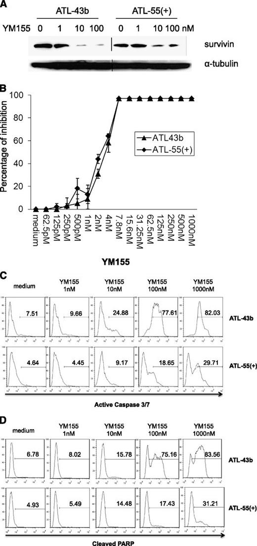 Figure 3. YM155 downregulated survivin expression, inhibited cell proliferation, and induced cell apoptosis in ATL leukemic cell lines ATL-43b and ATL-55(+). (A) ATL-43b and ATL-55(+) cells were cultured with medium alone or 1 nM, 10 nM, or 100 nM YM155 for 48 hours. Cells were harvested and analyzed for survivin expression by western blot analysis. (B) MTT cell proliferation assay of ATL-43b and ATL-55(+) cells treated with a serial dilution of concentrations of YM155 for 72 hours. (C) ATL-43b and ATL-55(+) cells were cultured with medium alone or 1 nM, 10 nM, 100 nM, or 1000 nM YM155 for 48 hours. The cells were then labeled with fluorochrome inhibitor of caspases reagent and analyzed by flow cytometry to detect cells with active caspase 3 and caspase 7. (D) ATL-43b and ATL-55(+) cells were cultured with medium alone or 1 nM, 10 nM, 100 nM, or 1000 nM YM155 for 48 hours. The cells were then fixed and labeled with antibody to cleaved PARP.