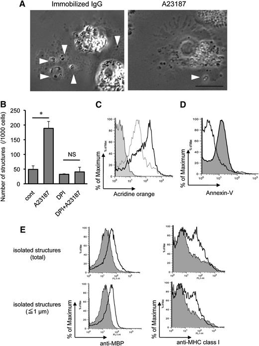 Figure 5. Characteristics of EETosis-induced intact eosinophil granule release. (A) Several cell-free granules were released by budding from PMs of eosinophils undergoing ETosis. Eosinophils were studied with time-lapse, phase-contrast imaging every 3 seconds following 1 mg/mL immobilized IgG or 2 μM A23187 stimulation. Images were captured from supplemental Video 1 and supplemental Video 2 (Nikon Eclipse TE300, 100× PlanApo objective with a numerical aperture of 1.40, equipped with a Qimaging Retiga EXi cooled digital camera in conjunction with iVision image analysis software). Eosinophils that initially showed a typical bilobed nucleus then demonstrated that peripheral small PM protrusions developed. Arrowheads show releasing/released granules. After nuclear membrane disintegration to release DNA nets within the cytoplasm, eosinophils gradually turned into a rounded shape, and granule movement slowed with deflected intracellular distribution of the granules. Several extracellular granules remained attached to the culture plate. Data representative of >3 experiments of independent donors with similar results are shown. (B) EETosis-elicited production of subcellular structures (⩽4 μm) was inhibited by DPI. Eosinophils were stimulated with A23187 (2 μM) in the presence of DPI in 0.1% BSA containing RPMI medium for 60 minutes. Subcellular structures in culture medium were counted as described in “Materials and methods” and supplemental Figure 2. Data (triplicate, mean ± SD) are representative of 3 experiments from independent donors with similar results. *P < .05. (C) Released cell-free structures retained the lysosomal dye AO. AO-loaded eosinophils were stimulated with A23187 for 1 hour. The structures (⩽4 μm) in culture medium from different preparations were subjected for flow cytometry. The graph shows the structures from AO-loaded cells (black line); fixed (2% PFO) and permeabilized (0.1% saponin) structures from AO-loaded cells (gray line); and structures from cells without AO staining (filled histogram). Data are representative of 3 experiments from independent donors with similar results. (D) A23187-induced subcellular structures were not apoptotic bodies. Subcellular structures (⩽4 μm) from A23187 and anti-Fas Ab–stimulated cells were stained with annexin V, followed by flow cytometric analysis. Fas-stimulated apoptotic cells produce annexin V–positive subcellular structures (ie, apoptotic bodies, filled histogram), but A23187-stimulated ETosis cells did not (open histogram). Apoptosis was induced, as described in supplemental Figure 4. Data are representative of 3 experiments from independent donors with similar results. (E) Isolated granule-rich subcellular structures retained the granule protein MBP; some were variably associated with PM-derived MHC class I proteins, regardless of size. Culture medium of A23187-stimulated cells was collected, and residual cells were removed by centrifugation (200 × g for 10 minutes). DNA was removed by DNase treatment, and buoyant vesicles and membranes were removed by further centrifugation (2500 × g for 10 minutes). Isolated granule-rich structures were stained for MBP and MHC class I (open histograms). Total structures (⩽4 μm) and small structures (⩽1 μm) were gated. Filled histograms show isotype-matched controls. Data are representative of 3 experiments from independent donors with similar results. Scale bars represent 5 μm (A). NS, not significant.