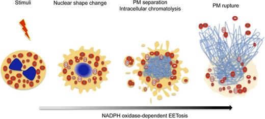 Figure 7. EETosis induces the release of intact cell-free granules through budding and cell lysis. The graphic shows the temporal course of the morphologic changes exhibited by eosinophils undergoing EETosis. Stimuli-elicited NADPH oxidase activation leads to the common process of eosinophil cytolysis, followed by the loss of the typically bilobed nuclei into a single round nuclei. During this time, some eosinophil granules were released extracellularly as PM-enveloped structures. Thereafter, nuclei disintegrated to form intracellular DNA nets. Subsequently, the eosinophils’ PMs rupture, releasing both a weblike chromatin structure and free eosinophil granules. EETosis-mediated cytolysis leads to the extracellular liberation of intact granules, some of which retained their capacity for secretory responses.