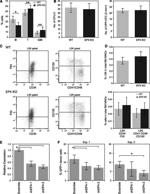 Figure 2. Analysis of hematopoiesis in the EP4 KO mouse. (A) PB analysis of B (B220), T (CD4/CD8), and myeloid (Mac-1/Gr-1) cells in 8-week-old WT (n = 13) and EP4 KO (n = 11) mice. Data represent means ± SD (*P < .01; **P < .05). (B) The number of CFU-Cs and HPP-CFCs. Fifty LSK cells were cultured per dish. Data represent means ± SD (n = 3). (C) Representative FACS profiles of LSKCD34–Flt3– cells (left panels) and LSKCD41–CD48–CD150+ cells (right panels) in WT (upper panels) and EP4 KO mice (lower panels). (D) Percentage of LSK cells, LSKCD34–Flt3– cells, and LSKCD41–CD48–CD150+ cells among the total BM MNCs. Data represent means ± SD (n = 7/group). (E) Efficiency of EP4 KD by shEP4-1 and shEP4-2 in LSK cells. Two days after transduction of shEP4-1, shEP4-2, or scrambled shRNA into LSK cells, GFP+LSK cells were sorted and cultured for 1 week. GFP+LSK cells were then resorted, and EP4 expression was analyzed by qPCR. Data represent means ± SD (*P < .01, n = 4). (F) Effects of EP4 shRNA on the LTR capacity of LSK cells. Percentages of GFP+ donor-derived (Ly5.1+) cells in recipient mice 3 months after BMT are shown. Data represent means ± SD (*P < .01, n = 5/group). Data are representative of 2 independent experiments.