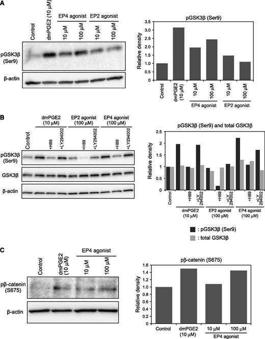 Figure 4. Effects of dmPGE2 or an EP4 agonist on the regulation of β-catenin. (A) Immunoblot analysis of GSK-3β phosphorylation (Ser9) in Lin–c-Kit+ cells (left panel). Densitometry analysis of the immunoblot is shown in the right panel. Representative data from 2 independent experiments are shown. (B) Immunoblot analysis of GSK-3β phosphorylation (Ser9) in Lin–c-Kit+ cells (left panel). Densitometry analysis of the immunoblot is shown in the right panel. (C) Immunoblot analysis of β-catenin phosphorylation (Ser675) in Lin–c-Kit+ cells (left panel). Densitometry analysis of the immunoblot is shown in the right panel. Representative data from 3 independent experiments are shown.