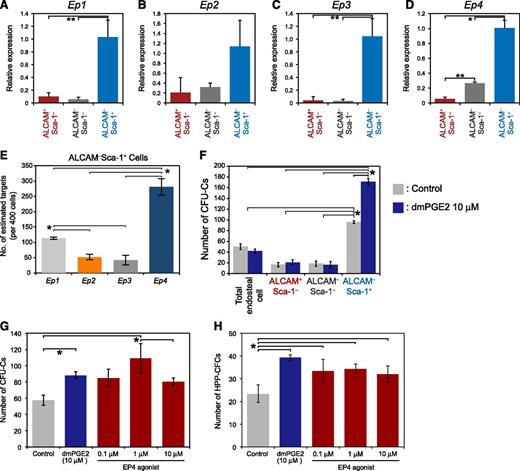 Figure 5. ALCAM-Sca-1+ MPCs enhance the colony-forming capacity of HSPCs after stimulation with dmPGE2 or the EP4 agonist. (A-D) Expression of EP receptors in endosteal cell fractions. The expression of the PGE2 receptors (A) Ep1, (B) Ep2, (C) Ep3, and (D) Ep4 in each fraction was analyzed. All EP receptors were highly expressed in ALCAM–Sca-1+ MPCs compared with the other fractions. The ALCAM–Sca-1– fraction served as the reference sample. Actb was used to normalize target gene expression. Data represent means ± SD (*P < .01; **P < .05, n = 3). Representative data from 2 independent experiments are shown. (E) Digital Array analysis of Ep1, Ep2, Ep3, and Ep4 expression in ALCAM–Sca-1+ MPCs (400 cells/sample). The numbers of estimated target genes are shown. Data represent means ± SD (*P < .01, n = 3). Representative data from 2 independent experiments are shown. (F) Effect of dmPGE2 on HSPCs via endosteal cells. LSK cells were cocultured with drug-stimulated endosteal cell populations, and the colony-forming capacity was evaluated. Numbers of CFU-Cs and HPP-CFCs are shown. Data represent means ± SD (*P < .05, n = 3). Representative data from 2 independent experiments are shown. (G and H) The effects of dmPGE2 and other EP4 agonists on the formation of CFU-Cs and HPP-CFCs from LSK cells after coculture with ALCAM–Sca-1+ MPCs. Numbers of CFU-Cs (G) and HPP-CFCs (H) are shown. Data represent means ± SD (*P < .05, n = 3). Representative data from 3 independent experiments are shown.