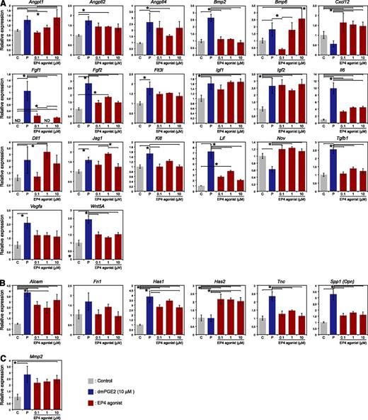 Figure 6. Effects of dmPGE2 and the EP4 agonist on the expression of niche-related genes in ALCAM–Sca-1+ MPCs. ALCAM–Sca-1+ cells were isolated and cultured on type 1 collagen–coated plates (BD Biocoat) (7000 cells/well) in MSCBM (Lonza). After 1 day of culture, cells were incubated with dmPGE2 (10 μM), the EP4 agonist (0.1, 1, and 10 μM), or ethanol at 37°C overnight. RNA was isolated and reverse transcribed, and qPCR array analysis was performed. (A) Cytokine-related genes: Angpt1, Angptl2, Angptl4, Bmp2, Bmp6, Cxcl12, Fgf1, Fgf2, Flt3l, Igf1, Igf2, Il6, Dll1, Jag1, Kitl, Lif, Nov, Tgfb1, Vegfa, and Wnt5a. (B) Cell adhesion- and extracellular matrix–related genes: Alcam, Fn1, Has1, Has2, Tnc, and Spp1. (C) Proteolytic enzyme–related genes: Mmp2. ND, not detected.