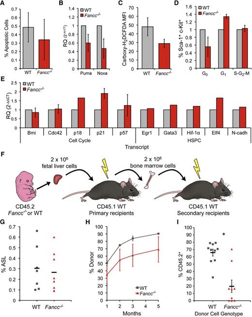Figure 2. Serial repopulating defects and cell cycle abnormalities in Fancc−/− fetal liver HSPCs. (A) Annexin V flow cytometry analysis for AA4.1+ Sca-1+ cells, P = .65. (B) Quantitative reverse-transcription-PCR gene expression analysis of Puma (p53-upregulated modulator of apoptosis) and Noxa (Phorbol-12-myristate-13-acetate-induced protein-1), pro-apoptotic, p53 target genes in Fancc−/− and WT FL sorted ASL cells (n = 3/genotype), PPuma = 0.17, PNoxa= 0.13. (C) ROS flow cytometry analysis for AA4.1+ Sca-1+ cells, shown as median fluorescence intensity, P = .17. (D) Cell-cycle analysis for c-Kit+ Sca-1+ cells. Fancc−/− average 45% decrease in Ki-67− (G0) cells, 34% increase in G1, and 3% increase in S-G2-M cells. Results normalized to WT littermates. (E) Quantitative reverse-transcription-PCR gene expression analysis of transcripts from sorted ASL or LSK cells from Fancc−/− and WT FL. Bmi1 (BMI1 polycomb ring finger oncogene), Cdc42 (small GTPase cell division control protein42), p57 (cyclin-dependent kinase inhibitor 1C), EGR1 (early growth response 1), Gata3 (GATA binding protein 3), Hif-1α (hypoxia inducible factor-1α), and Elf4 (E74-like factor 4), N-cadh (N-cadherin). (F) Serial transplantation scheme: 2 × 106 unfractionated CD45.2 FL cells were transplanted into conditioned CD45.1 recipients. Five months later, 2 × 106 whole BM cells from 1° recipients were transplanted into CD45.1 hosts. (G) Percent ASL cells in WT and Fancc−/− FL, P = .36. (H) Donor chimerism (% CD45.2+) of peripheral blood in 1° transplant (nWT FL donors = 4, nFancc−/− FL donors = 3; nWT recipients = 7, nFancc−/− recipients = 5), P = .13 for 1 month, .12 for 2 months, .10 for 3 months, and .14 for 5 months. (I) CD45.2+ chimerism (% FL donor-derived) for 2° transplantation. Two 1° recipients served as donors from each cohort (nWT recipients = 10, nFancc−/− recipients = 10), P = .0002. Error bars represent standard error of the mean. BM, bone marrow; FL, fetal liver; WT, wild type.