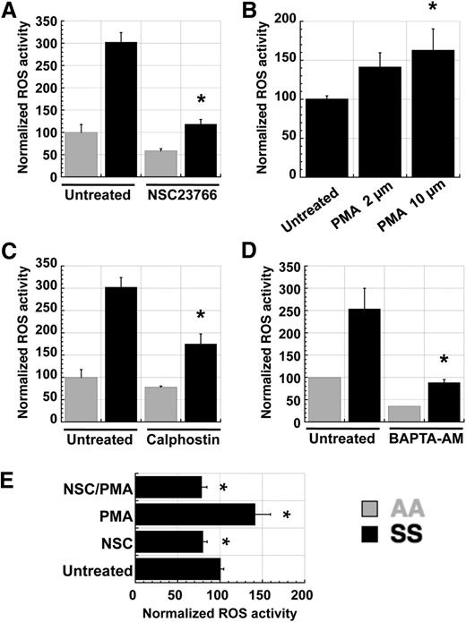 Figure 4. ROS production in SS RBC is mediated by a PKC–RacGTP signaling axis. Fraction 1 SS or AA RBC were preincubated with inhibitors or inducers for 1 hour prior to staining with CM-H2-DCFDA. (A) ROS levels in SS RBC are decreased by preincubation with the Rac-specific small-molecule inhibitor NSC23766 (NSC), indicating that Rac-GTP mediates ROS production in erythrocytes. (B,C) ROS levels in SS RBC are (B) increased by preincubation with the PKC activator PMA and (C) decreased by the PKC inhibitor calphostin (500 nM), indicating that PKC activity increases ROS production in erythrocytes. (D) ROS levels in SS RBC are decreased by preincubation with the cell-permeable calcium chelator BAPTA-AM (50 µM), indicating that free calcium, a key activator of classic PKC isoforms, is necessary for ROS generation in erythrocytes. (E) Fraction 1 SS RBC were incubated with 500 µM NSC23766 (NSC), 2 µM PMA (PMA), or both (NSC/PMA) for 1 hour before staining with CM-H2-DCFDA to detect ROS levels. Inhibition of Rac-GTP activity with NSC23766 blocks the PKC-mediated induction of ROS production in SS RBC, indicating that Rac-GTP acts downstream of PKC in the activation of NADPH oxidase in erythrocytes. Data presented are representative of repeated experiments with batched samples. n = 4 each for AA and SS samples in all graphs above, and P < .05 where designated by asterisks.