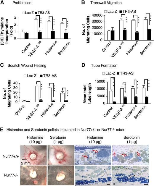 Figure 3. Histamine- and serotonin-induced angiogenesis require TR3/Nur77. (A-D) Effects of TR3-antisense vs LacZ, as control, on histamine-, serotonin- and VEGF-A165–induced 3H thymidine incorporation (n = 4; experiments repeated 3 times), transwell migration (n = 4; experiments repeated 3 times), scratch wound-healing assay migration (n = 20; 3 independent experiments), and tube formation (n = 4; experiments repeated 3 times). Assays were performed as in Figure 1A-D. **P < .01 and ***P < .001, Student t test. (E) Histamine- and serotonin- releasing pellets were harvested 6 days after implantation in Nur77−/− vs Nur77+/+ wild-type mice. Angiogenesis with MV (red arrows) developed in Nur77+/+ but not in Nu77−/− mice. Data are representative of experiments performed on 8 mice in each group.