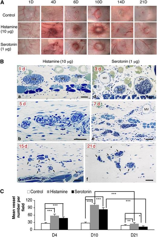 Figure 4. The angiogenic responses induced by histamine and serotonin initially resembled that induced by VEGF-A165 but were transient. (A) Macroscopic appearance of progression and subsequent regression of angiogenesis with time in Nu/Nu mice implanted with histamine- and serotonin-containing pellets vs control pellets; (Ba-c) Angiogenic responses induced by histamine at 1, 5, and 15 days after implantation, respectively. Note characteristic MV at 1 day, vessel remodeling at 5 days, and striking vessel regression at 15 days. (Bd-f) Angiogenic responses induced by serotonin at 3, 7, and 21 days after implantation, respectively. Prominent MV are present at 3 days, which undergo remodeling thereafter (7 days) and regression (21 days). One-micron-thick, Giemsa-stained Epon sections.31 Magnification bars, 50 μm. Data are representative of 4 mice in each group. (C) Tissues adjacent to pellet implant sites were immunostained with an antibody against CD31. Mean vessel density was calculated with Image J software (ten 20× fields, 4 animals per group). ***P < .001; **P < .01; *P < .05, Student t test.