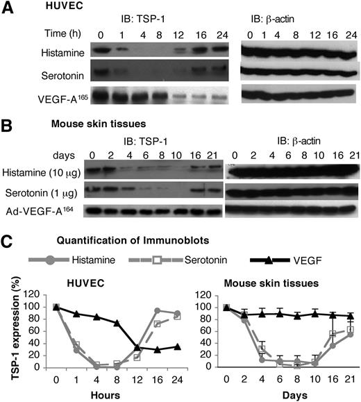 Figure 5. Effects of histamine and serotonin on TSP-1 expression. (A) Serum-starved HUVEC were stimulated with 10 μM of histamine, 1 μM of serotonin, or 10 ng/mL of VEGF-A165 for indicated times. Cell extracts were immunoblotted with a polyclonal chicken antibody specific for mouse TSP-1 (left panel). Membranes were stripped and reprobed with an antibody against β-actin to confirm equal protein loading (right panel). Data are representative of 3 separate experiments. (B) Nu/Nu mice were implanted subcutaneously with pellets containing 10 μg of histamine or 1 μg of serotonin, or were injected intradermally with 1× 107 pfu Ad-VEGF-A164. At indicated times, tissue adjacent to pellets was collected and extracted, and immunoblots were prepared using the same anti-mouse TSP-1 antibody used in (A). Data are representative of 4 separate experiments. (C) Quantification of immunoblots from 3 independent HUVEC experiments and 4 separate in vivo experiments with Image J software. Data are presented as percent change (mean ± standard error) from time zero and were analyzed with the Kruskal-Wallis test. Regarding the HUVEC data, TSP-1 levels were significantly depressed from 4 to 8 hours, but not thereafter, in the case of both histamine and serotonin treatments, whereas TSP-1 was not significantly depressed in response to VEGF until 12 hours. Regarding the histamine and serotonin in vivo data (B), TSP-1 was significantly reduced from 4 to 8 days, corresponding to the period of angiogenesis; thereafter, TSP-1 levels rebounded, correlating with angiogenesis regression (Figure 4). Ad-VEGF-A164 did not lead to reduced TSP-1 expression at any time point.