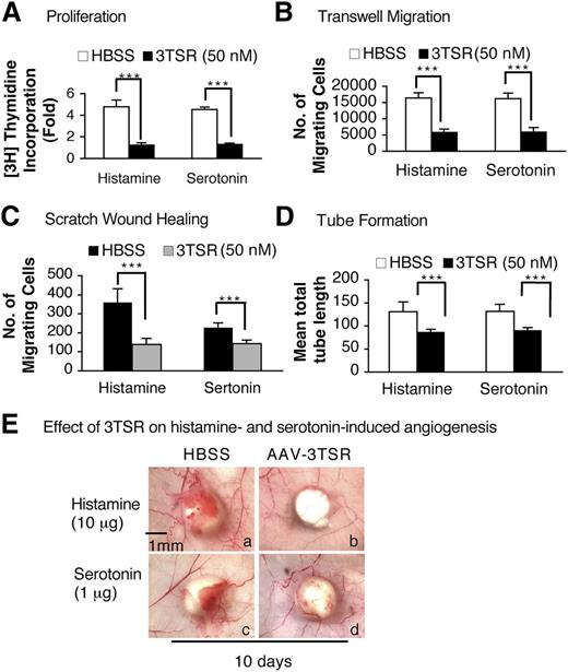Figure 6. Modulation of histamine- and serotonin-induced EC proliferation and angiogenesis by 3TSR peptide. (A-D) Histamine- and serotonin-induced 3H thymidine incorporation, transwell and scratch assay migration, and tube formation on serum-starved HUVEC that had been pretreated for 10 minutes with 50 nM of 3TSR peptide (n = 4; experiments were repeated 3 times, A, B, and D. In C, n = 20 from 3 independent experiments). ***P < .001 vs control, Student t test. (E) Nu/Nu mice received intradermal injections of 1 × 1011 pfu of AAV-TSR in 100 μl of HBSS or HBSS alone. Two weeks later, histamine or serotonin pellets were implanted immediately beneath the AAV-TSR (b,d) or HBSS (a,c) injection sites, and tissues were collected 10 days later. Data are representative of experiments performed on 8 mice per group.