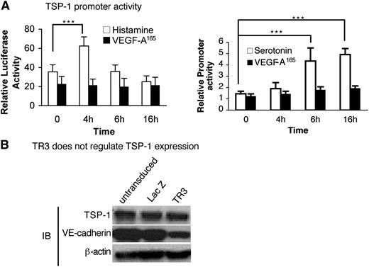 Figure 7. Histamine and serotonin, but not VEGF-A165, activate the TSP-1 promoter, but not directly through TR3. (A) HUVEC were transduced with TSP-1 promoter luciferase and internal luciferase constructs and then were stimulated with histamine (10 μM) (left panel), serotonin (10 μM) (right panel), or VEGF-A165 (10 ng/mL) (both panels) as indicated (n = 6; experiments were repeated 3 times). ***P < .001 vs control, Tukey-Kramer multiple comparisons test. (B) Cell extracts from HUVEC that were not transduced or transduced with LacZ (control) or with TR3 cDNAs were subjected to immunoblotting with antibodies against TSP-1 (top panel), VE-cadherin (middle panel), and β-actin for protein equal loading control (bottom panel). Data are representative of 3 independent experiments.
