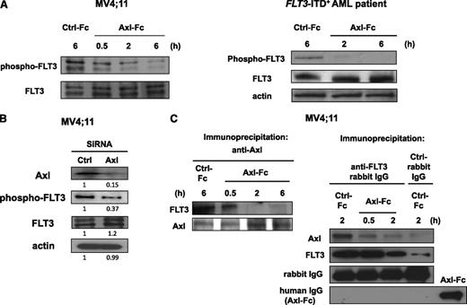Figure 3. Inhibition of Axl activation diminishes FLT3 phosphorylation in FLT3-ITD+ AML cells. (A) MV4;11 human FLT3-ITD+ AML cell line (left) or primary FLT3-ITD+ AML blasts (right) were treated with Ctrl-Fc or Axl-Fc for the indicated times and subject to immunoblot to detect phospho-FLT3 and FLT3. Cells were treated with Ctrl-Fc for 6 hours. (B) MV4;11 human FLT3-ITD+ AML cell line was transfected with Ctrl or Axl siRNA and were then harvested 16 hours after transfection and subjected to immunoblot. A densitometry measurement is shown below each band. Actin was used as a loading control. (C) After the MV4;11 human FLT3-ITD+ AML cell line was treated with Ctrl-Fc or Axl-Fc for the indicated times, cells were then lysed and coimmunoprecipitated using anti-Axl (left) or anti-FLT3 (right) rabbit IgG. Immunoblots were performed to detect FLT3, Axl, rabbit IgG, and human IgG. Recombinant Axl-Fc protein was used as a positive control for human IgG.