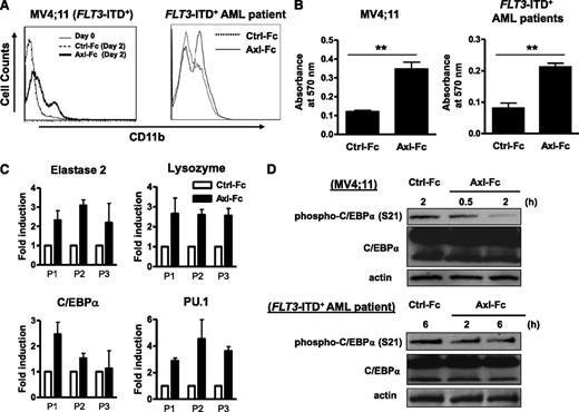 Figure 4. Inhibition of Axl activation relieves a block in myeloid differentiation. (A) MV4;11 human FLT3-ITD+ AML cell line was treated with Ctrl-Fc or Axl-Fc for 2 days and stained with anti-CD11b antibody conjugated with phycoerythrin (left). Separately, the cells treated with media alone were also stained with the antibody (day 0). The histogram lines for day 0 and Ctrl-Fc (day 2) overlapped indistinguishably. Primary FLT3-ITD+ AML patient blasts were treated with Ctrl-Fc or Axl-Fc for 2 days and stained with anti-CD11b antibody conjugated with phycoerythrin (right). Each histogram is the representative of 2 separate experiments. (B) MV4;11 human FLT3-ITD+ AML cell line (left) or primary FLT3-ITD+ AML patient blasts (right) were treated with Ctrl-Fc or Axl-Fc for 4 days and then NBT reduction was assessed by measuring the absorbance at 570 nm. The graph shows mean + SEM for 3 separate experiments. **P < .01. (C) Primary FLT3-ITD+ AML blasts from 3 patients (P1 to P3) were treated with Ctrl-Fc (empty bar) or Axl-Fc (filled bar) for 2 days and the mRNA of the indicated gene was quantified by real-time RT-PCR. Data shown is the fold induction of each gene expression by Axl-Fc when compared with that by Ctrl-Fc (arbitrarily set at 1.0). (D) MV4;11 human FLT3-ITD+ AML cell line (top) and primary FLT3-ITD+ AML patient blasts (bottom) were treated with Ctrl-Fc or Axl-Fc for the indicated times and phospho-C/EBPα (Ser21) and C/EBPα were detected by immunoblot. Actin was used as a loading control. This is the representative of 2 separate experiments.
