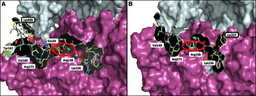 Figure 5. Molecular mapping of rFXIII-A2* chemically cross-linked to Pep1-Cys and Cys-Pep1 synthetic peptides. (A) rFXIII-A2* chemically cross-linked via Lys446 to Pep1-Cys (PDWGTFEEVSGNVSC). The chemically cross-linked lysine at rFXIII-A2* residue 446 is shown (black rectangle) in addition to potential attachment sites involving key FXIII-A2 residues Tyr167, Val169, Arg171, Glu24, Arg158, and Lys156. (B) rFXIII-A2* chemically cross-linked via Lys257 to Cys-Pep1 (CPDWGTFEEVSGNVS). Cys-Pep1 was also found to be chemically cross-linked to Lys446 in addition to Lys113 and Lys257. Chemically cross-linked Lys257 is shown (black rectangle). Potential attachment sites involved in the binding of Cys-Pep1 include Val169, Arg171, Arg158, and Lys156. The salt bridge interaction between Glu396 of the αC and Arg158 of rFXIII-A2* is shown by the red circles. Both Pep1-Cys and Cys-Pep1 were modeled in the same orientation. Molecular modeling was performed using the Maestro Modeling suite from Schrodinger Inc.