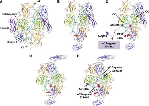 Figure 6. Molecular modeling of rFXIII-A2* bound to the extended fibrin αC fragment residues 328-402. (A) FXIII-A2 in its nonactive form complete with activation peptides (AP). (B) Activated FXIII-A2 (half open) following cleavage of the activation peptide. (C) Activated FXIII-A2 (half open) shown bound to the fibrin αC fragment 328-402. rFXIII-A2* cross-linking site AαQ366 is shown adjacent to 1 rFXIII-A2* active site C314 residue (CC, yellow ball). The rest of the αC fragment up to AαQ328 is unbound. (D) Activated FXIII-A2 (fully open) following cleavage of the activation peptide. (E) Activated FXIII-A2 (fully open) following cleavage of the activation peptide, shown bound to the fibrin αC fragment 328-402. Both AαQ366 and AαQ328 rFXIII-A2* cross-linking sites are adjacent to both rFXIII-A2* active site C314 residues (yellow ball). The crystal structures (PDB codes 1F13 and 2Q3Z) are shown as ribbons. Molecular modeling was performed using the Maestro Modeling suite from Schrodinger Inc. using an analogous approach to that previously described by Komaromi et al.35