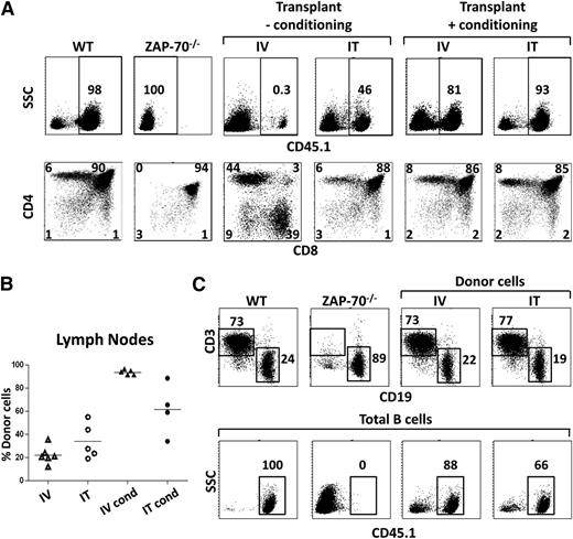 Figure 1. Reconstitution of ZAP-70−/− mice after intravenous and intrathymic histocompatible progenitor cell transplantation in the absence and presence of conditioning. ZAP-70−/− mice were transplanted with histocompatible WT BM progenitors, administered by either intravenous or intrathymic routes, in nonconditioned or busulphan/cyclophosphamide preconditioned hosts. (A) The presence of CD45.1 donor cells in the thymi of reconstituted mice was assessed 25 weeks after transplantation. Representative dot plots showing the percentages of CD45.1+ cells are presented. Control stainings show CD45.1 expression in WT donor mice and ZAP-70−/− recipients. The percentages of thymocytes in the boxed quadrants are noted (upper panels). The CD4/CD8 phenotype of thymocytes in the boxed quadrants is presented in the lower panels. The percentages of DN, DP, and SP thymocytes are indicated. (B) The relative proportion of donor cells in lymph nodes of ZAP-70−/− mice transplanted by intravenous and intrathymic routes, in the absence or presence of conditioning (cond), was assessed. The presence of donor cells was monitored 25 weeks after transplantation with each point representing data from 1 mouse. The mean percentage of donor cells in each condition is indicated with a line. (C) The presence of donor CD3+ and CD19+ cells in lymph nodes of preconditioned ZAP-70−/− recipients transplanted by intravenous and intrathymic routes was monitored by flow cytometry. The percentages of CD3+ and CD19+ cells are indicated in each quadrant, and staining of WT donor and ZAP-70−/− recipients are presented (upper panels). The percentages of donor-derived CD19+ B cells were assessed as a function of CD45.1 expression, and data for representative mice in each group are shown.